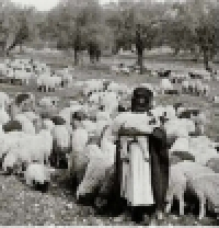 herder met lam
